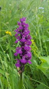 Attēlu rezultāti vaicājumam “Dactylorhiza majalis subsp. baltica bud”