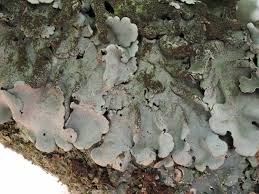 Attēlu rezultāti vaicājumam “Parmelina tiliacea”