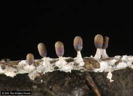 Attēlu rezultāti vaicājumam “Diachea leucopodia”