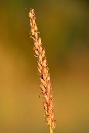 Attēlu rezultāti vaicājumam “Gymnadenia conopsea leaf”