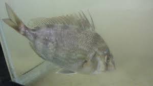 Image result for Stenotomus chrysops