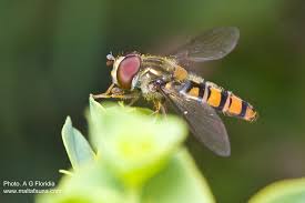 Attēlu rezultāti vaicājumam “Episyrphus balteatus”