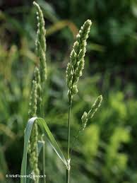 Attēlu rezultāti vaicājumam “Lolium perenne”