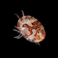 Attēlu rezultāti vaicājumam “Amphipoda”