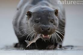 Attēlu rezultāti vaicājumam “Lutra lutra”