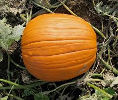 Attēlu rezultāti vaicājumam “Cucurbita pepo”