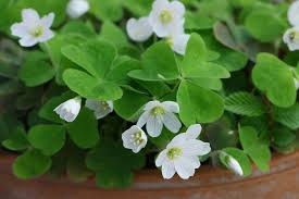 Attēlu rezultāti vaicājumam “Oxalis acetosella”