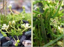 Attēlu rezultāti vaicājumam “Sagina procumbens flower”