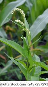 Attēlu rezultāti vaicājumam “Polygonaceae”