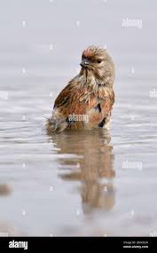 Attēlu rezultāti vaicājumam “Carduelis cannabina male”