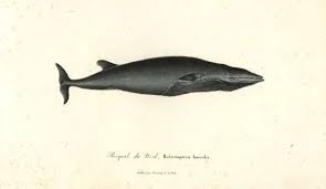 Image result for Balaenoptera borealis