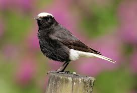 Image result for Oenanthe leucopyga