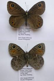 Attēlu rezultāti vaicājumam “Lasiommata petropolitana”