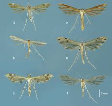 Attēlu rezultāti vaicājumam “Pterophoridae”