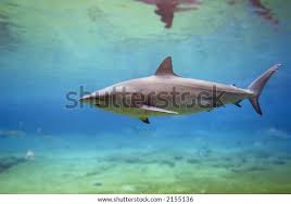 Image result for Carcharhinus obscurus