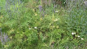 Image result for Chaerophyllum aureum