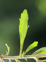 Attēlu rezultāti vaicājumam “Lepidium densiflorum”