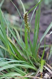 Attēlu rezultāti vaicājumam “Blysmus compressus”