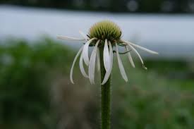 Image result for Echinacea pallida