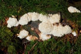 Attēlu rezultāti vaicājumam “Postia ptychogaster”