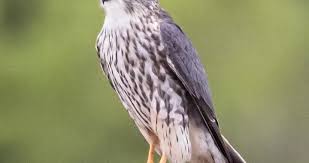 Image result for Falco columbarius