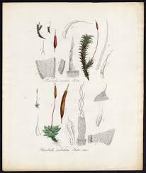 Attēlu rezultāti vaicājumam “Tortula subulata”