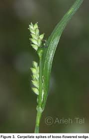 Attēlu rezultāti vaicājumam “Carex loliacea”
