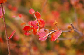 Attēlu rezultāti vaicājumam “Betula nana flower”