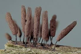 Attēlu rezultāti vaicājumam “Stemonitopsis aequalis var. microspora spores”