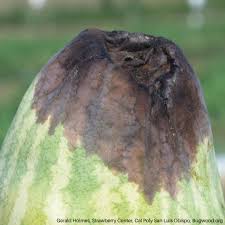 Attēlu rezultāti vaicājumam “Diderma umbilicatum stalked”