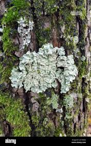 Attēlu rezultāti vaicājumam “Flavoparmelia caperata”