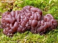 Attēlu rezultāti vaicājumam “Neobulgaria pura”