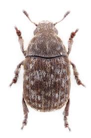 Image result for Coleoptera Curculionoidea