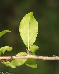 Attēlu rezultāti vaicājumam “Prunus spinosa leaf”