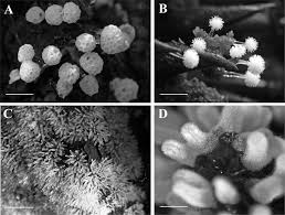 Attēlu rezultāti vaicājumam “Ceratiomyxa fruticulosa macro”