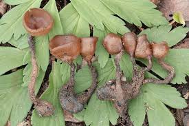 Attēlu rezultāti vaicājumam “Dumontinia tuberosa”