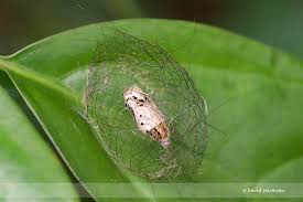 Attēlu rezultāti vaicājumam “Zygaena cocoon”