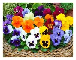 Image result for Viola x wittrockiana `Hiemalis`