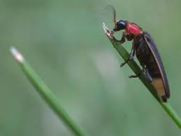 Image result for Fareham Fireflys Yc