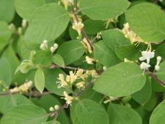 Attēlu rezultāti vaicājumam “Lonicera xylosteum bud”