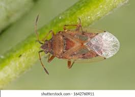 Attēlu rezultāti vaicājumam “Kleidocerys resedae”