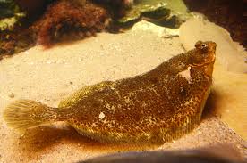 Image result for Microstomus kitt