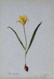 Attēlu rezultāti vaicājumam “Tulipa sylvestris flower”