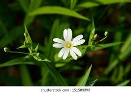 Attēlu rezultāti vaicājumam “Stellaria holostea flower”