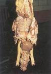 Manual on meat inspection for developing countries