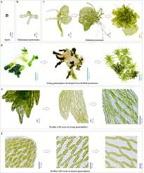 Attēlu rezultāti vaicājumam “Sphagnum centrale sporophyte”