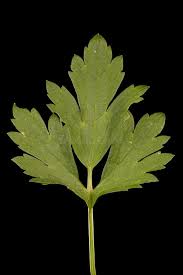 Attēlu rezultāti vaicājumam “Ranunculus cassubicus leaf”