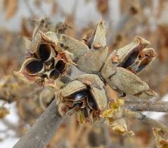 Attēlu rezultāti vaicājumam “Hamamelis japonica bud”