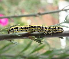 Attēlu rezultāti vaicājumam “Calophasia lunula larva”