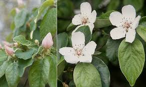 Attēlu rezultāti vaicājumam “Cydonia oblonga flower”